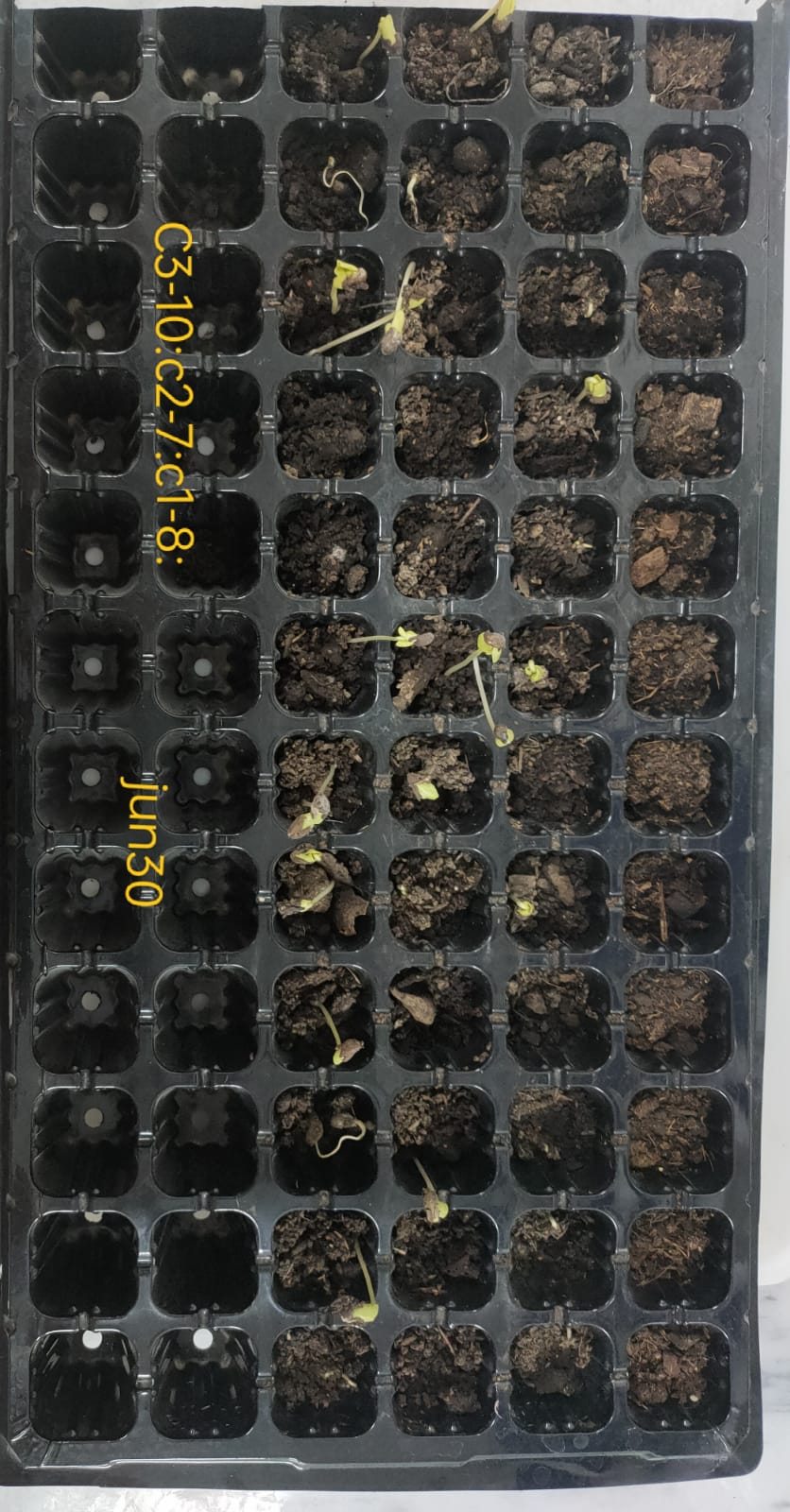 Composting Biology field trial in Comparative Compost Trials